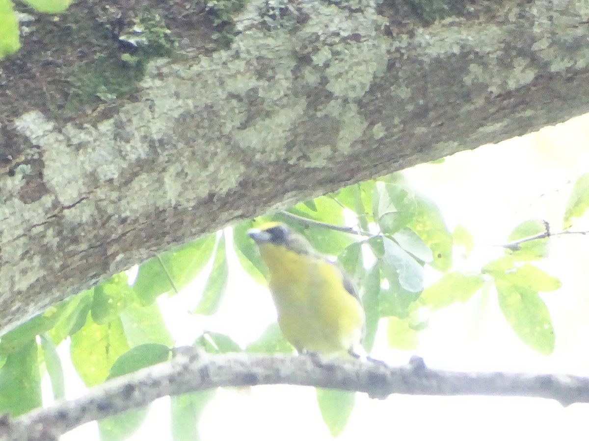 Thick-billed Euphonia - ML643321500