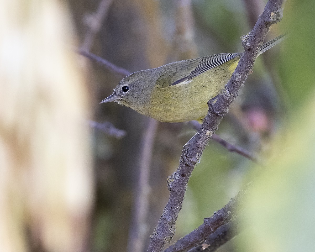Orange-crowned Warbler (Gray-headed) - ML643321501
