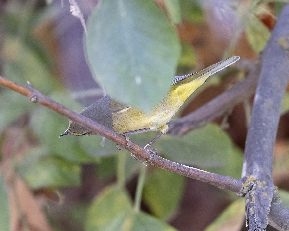Orange-crowned Warbler (Gray-headed) - ML643321502