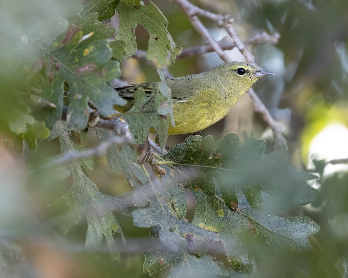 Orange-crowned Warbler (lutescens) - ML643321507