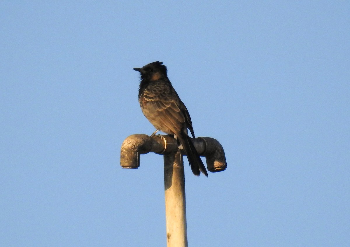 Red-vented Bulbul - ML643321512