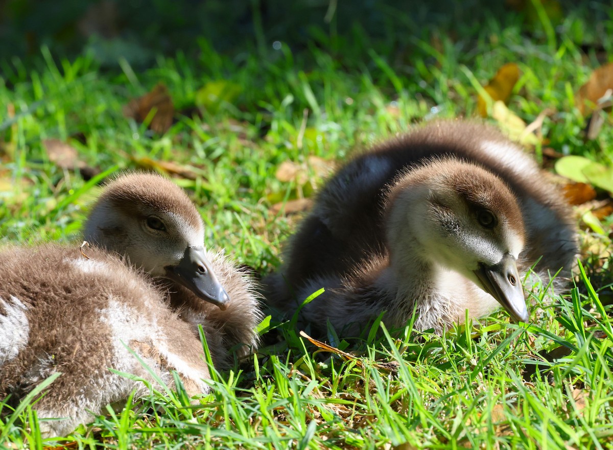 Egyptian Goose - ML643321543