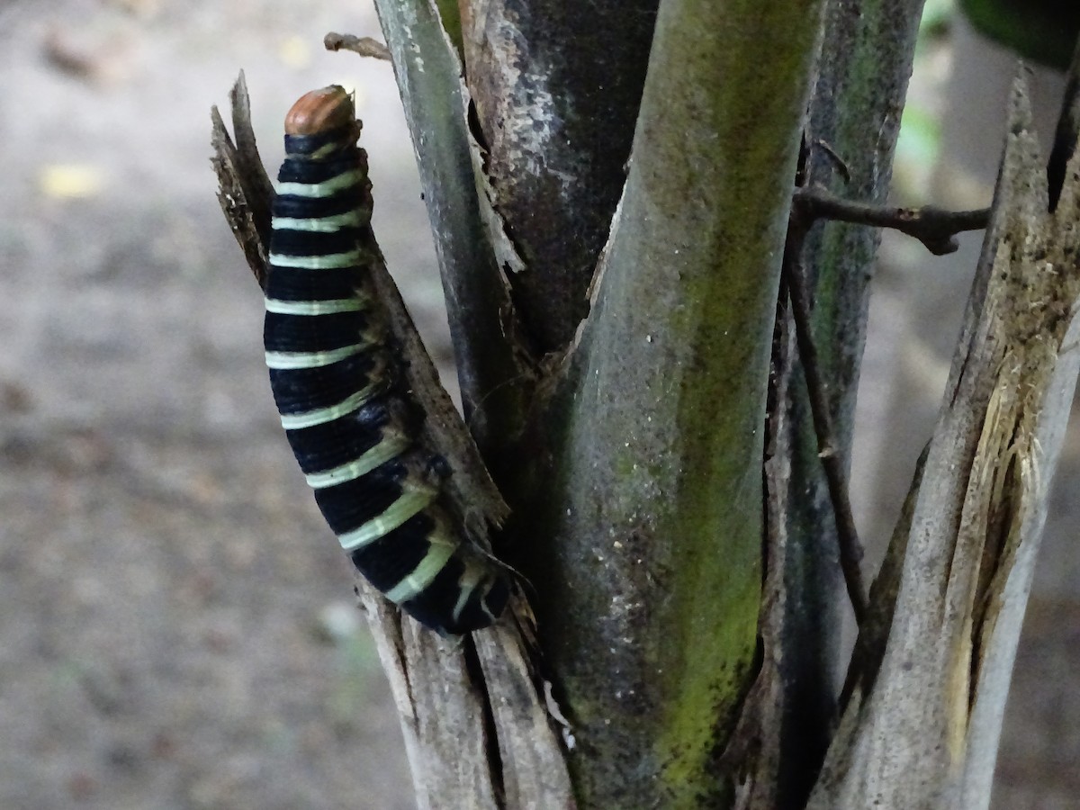 Animals - ML643321550