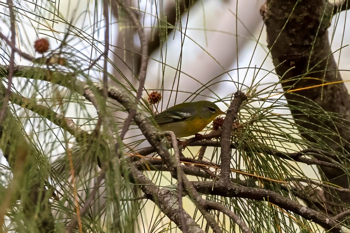 Northern Parula - ML643321574