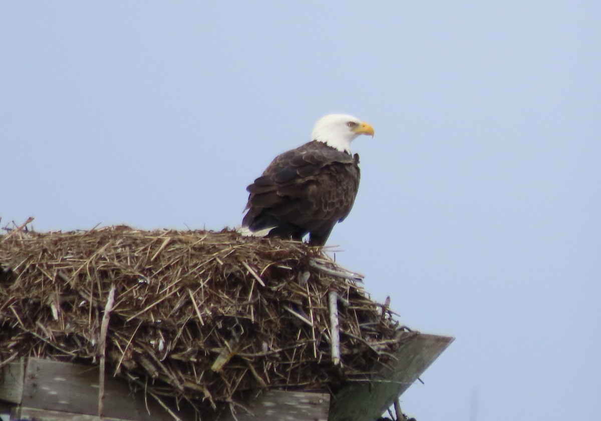 Bald Eagle - ML643321579