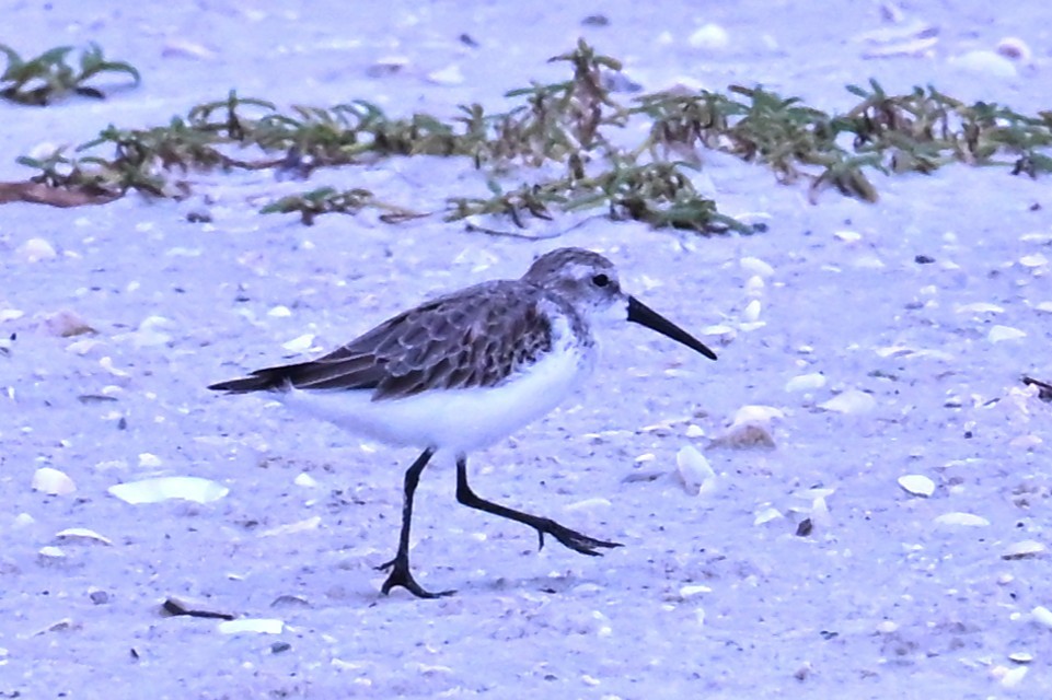 Western Sandpiper - ML643321581