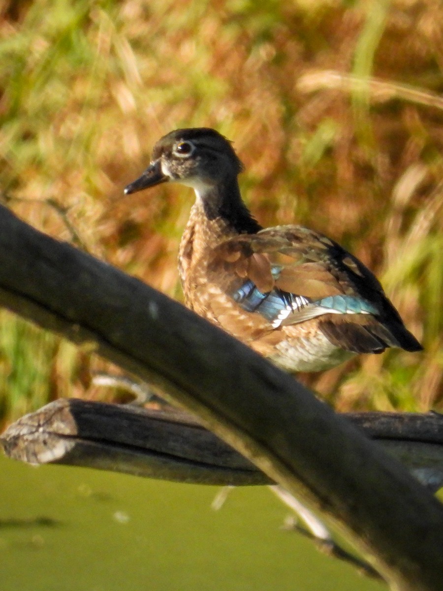 Wood Duck - ML643321582
