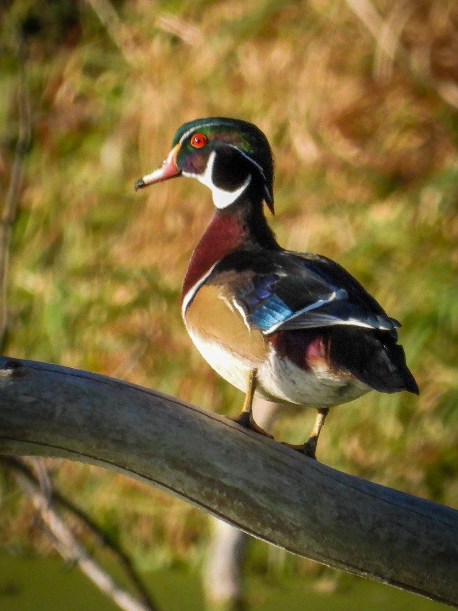 Wood Duck - ML643321583