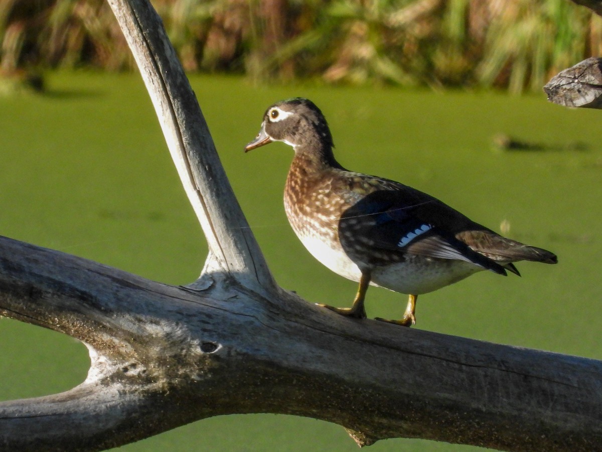 Wood Duck - ML643321584