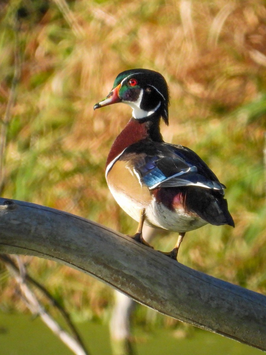 Wood Duck - ML643321586