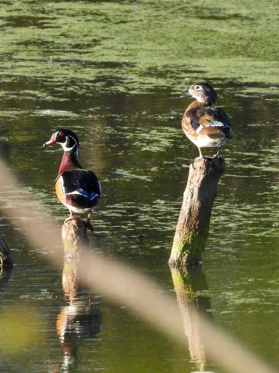 Wood Duck - ML643321587