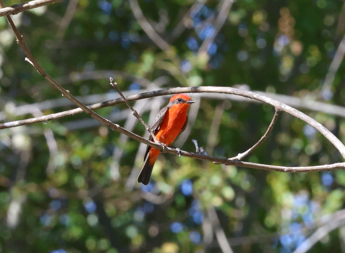 Vermilion Flycatcher - ML643321588