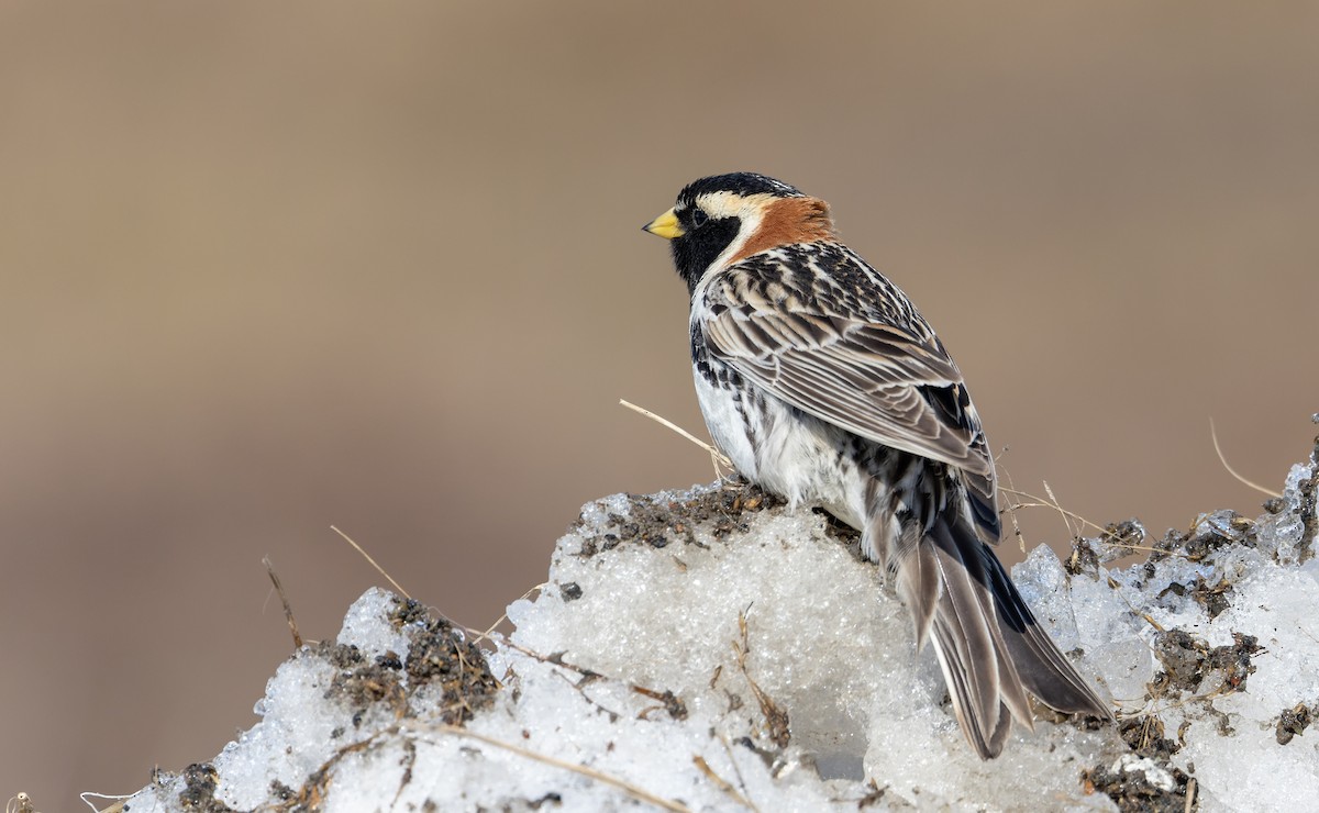 Lapland Longspur - ML643321591