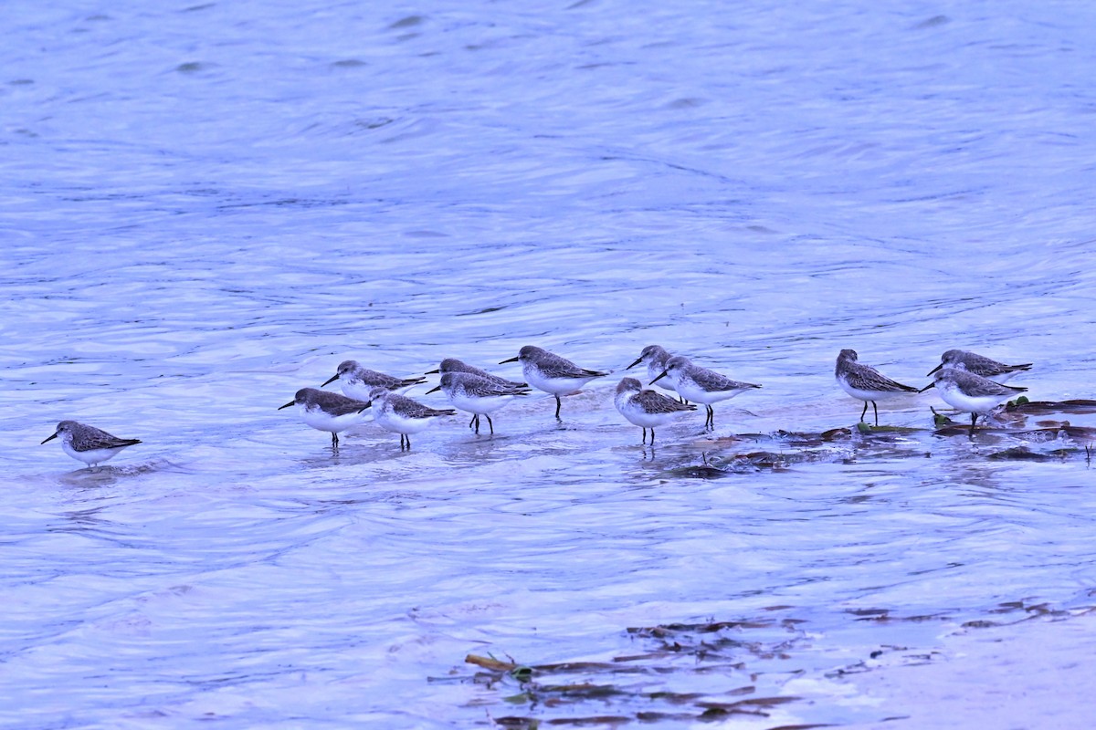 Western Sandpiper - ML643321592