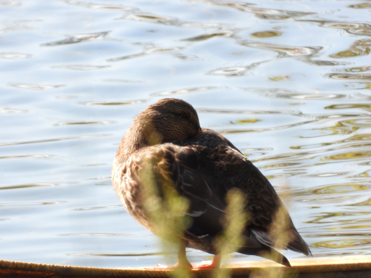 Mallard - ML643321594