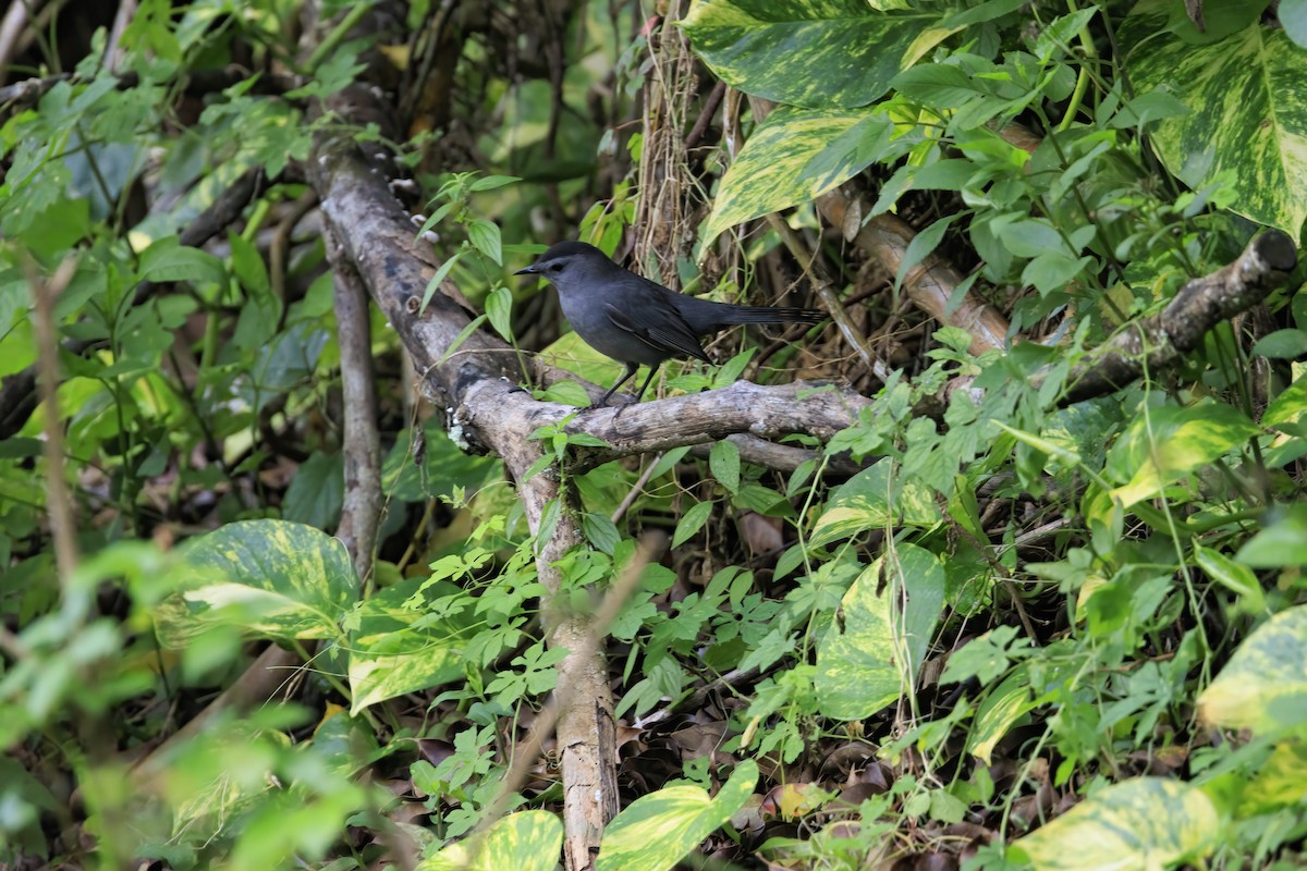 Gray Catbird - ML643321595