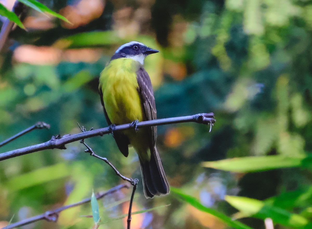 Social Flycatcher - ML643321596