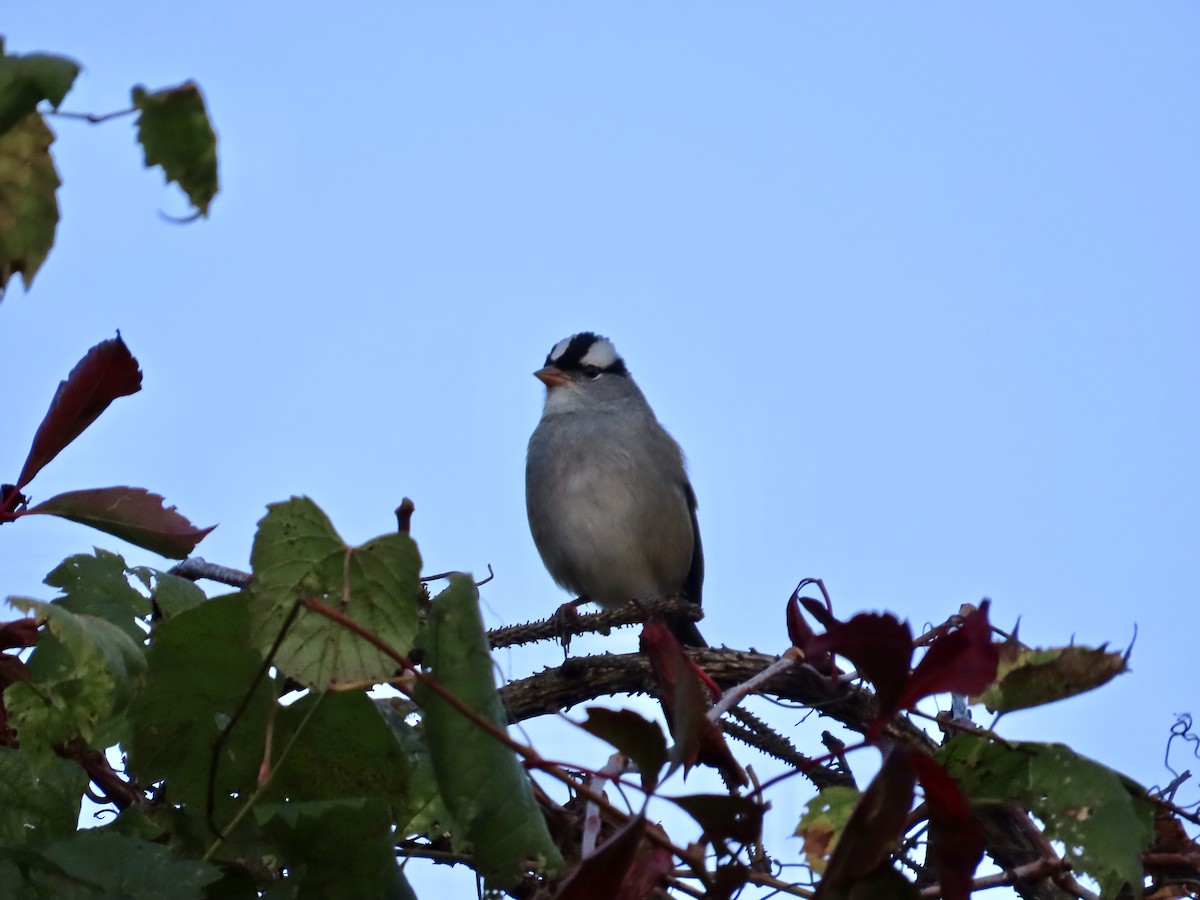 White-crowned Sparrow - ML643321597
