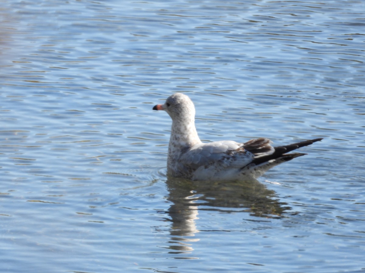 Ring-billed Gull - ML643321598