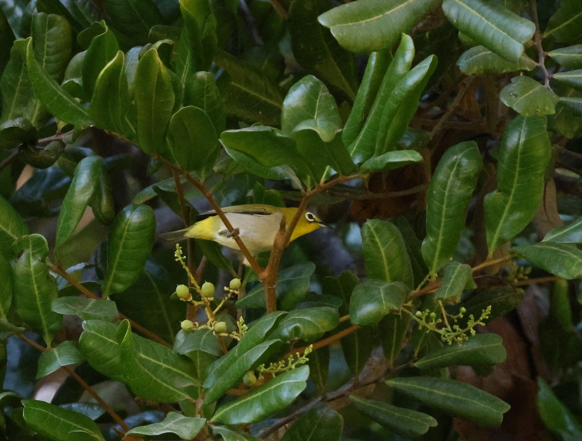 Swinhoe's White-eye - ML643321599