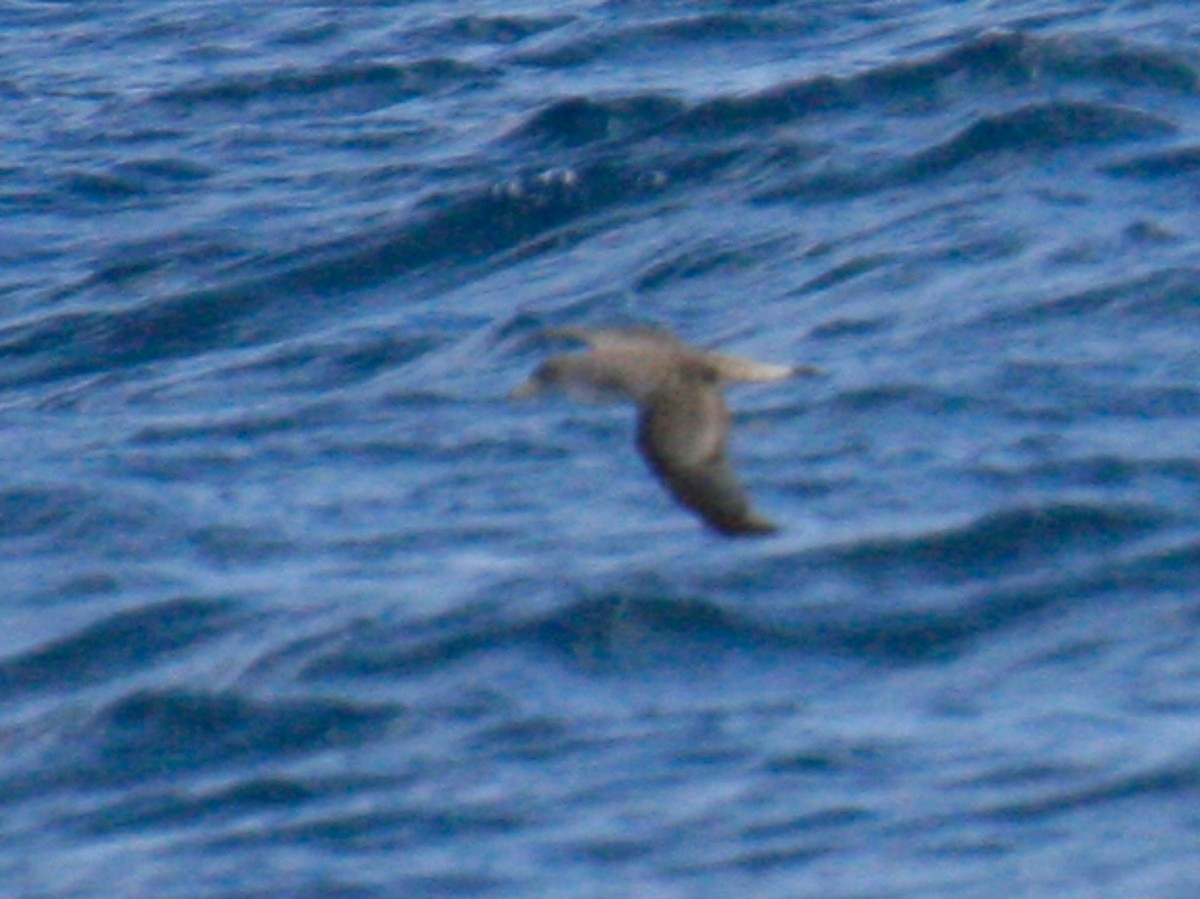 Scopoli's Shearwater - ML643321600
