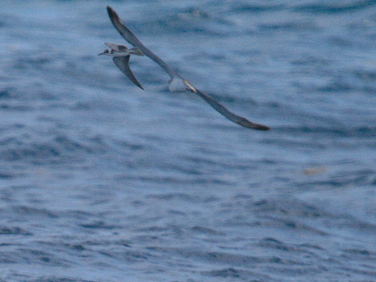 Scopoli's Shearwater - ML643321602