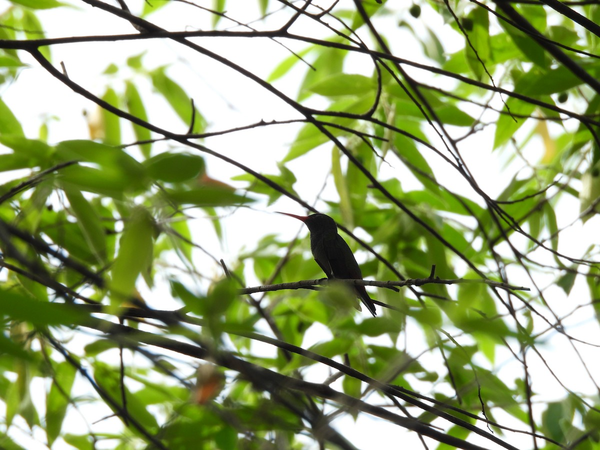 Rufous-tailed Hummingbird - ML643321603