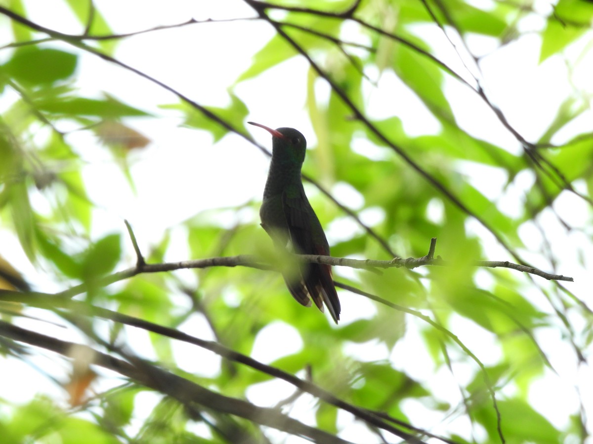 Rufous-tailed Hummingbird - ML643321604
