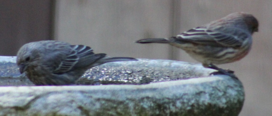 House Finch - ML643321605