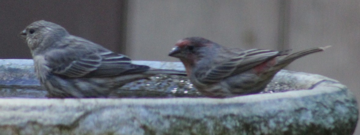 House Finch - ML643321606