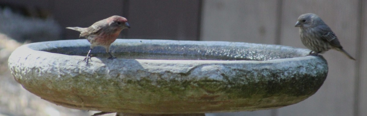 House Finch - ML643321607