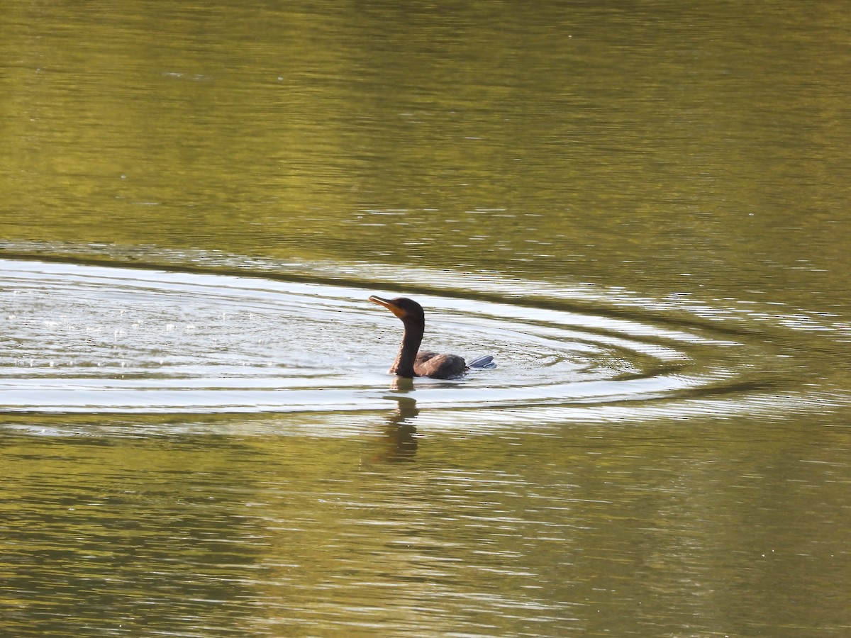 Double-crested Cormorant - ML643321608