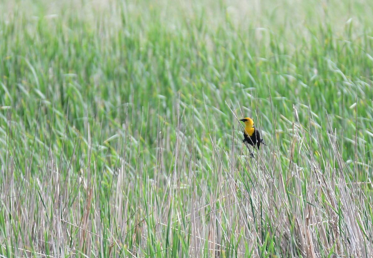 Yellow-headed Blackbird - ML643321609