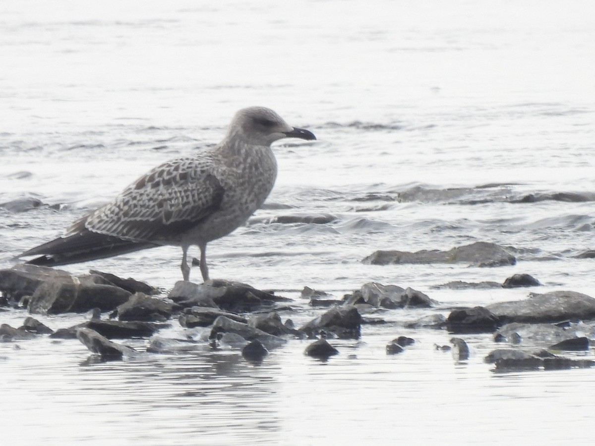 Lesser Black-backed Gull - ML643321612