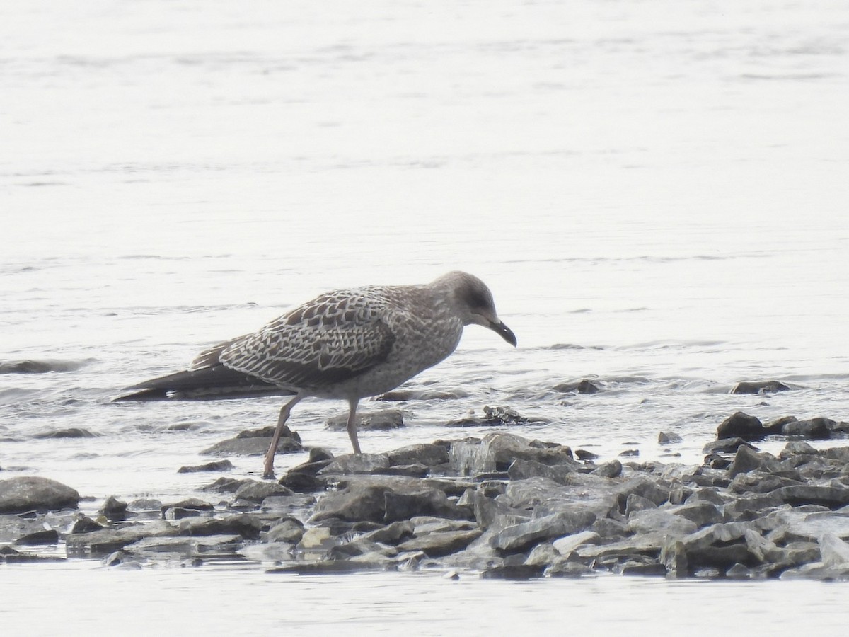 Lesser Black-backed Gull - ML643321613