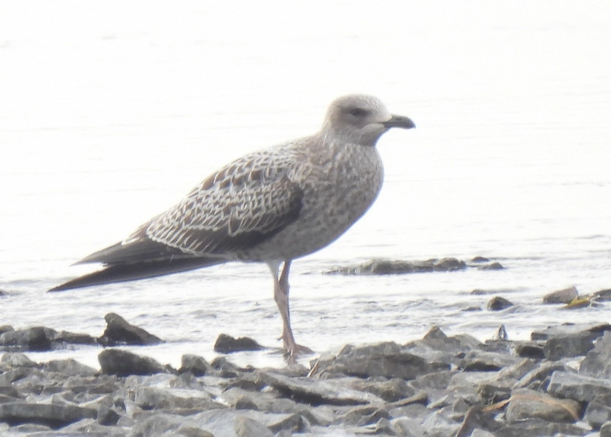 Lesser Black-backed Gull - ML643321614