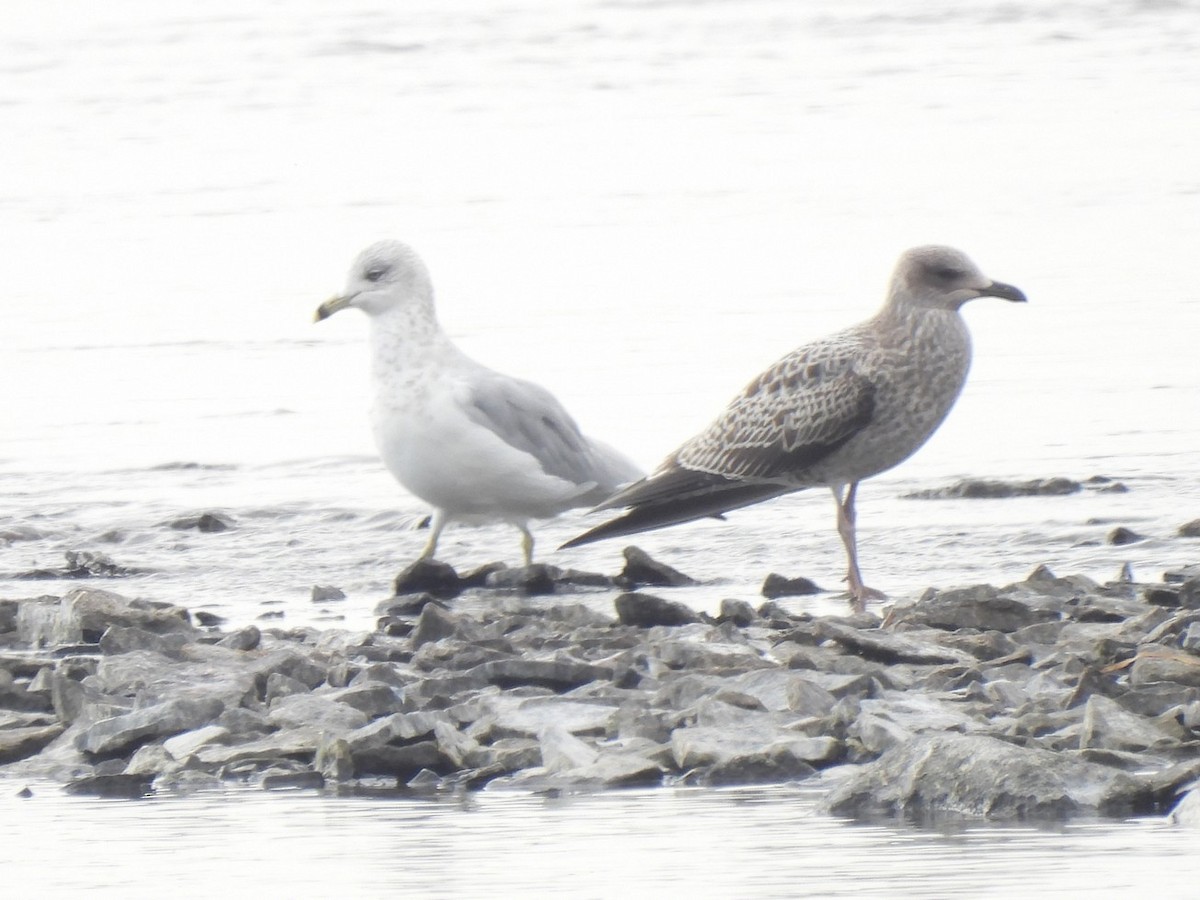 Lesser Black-backed Gull - ML643321615