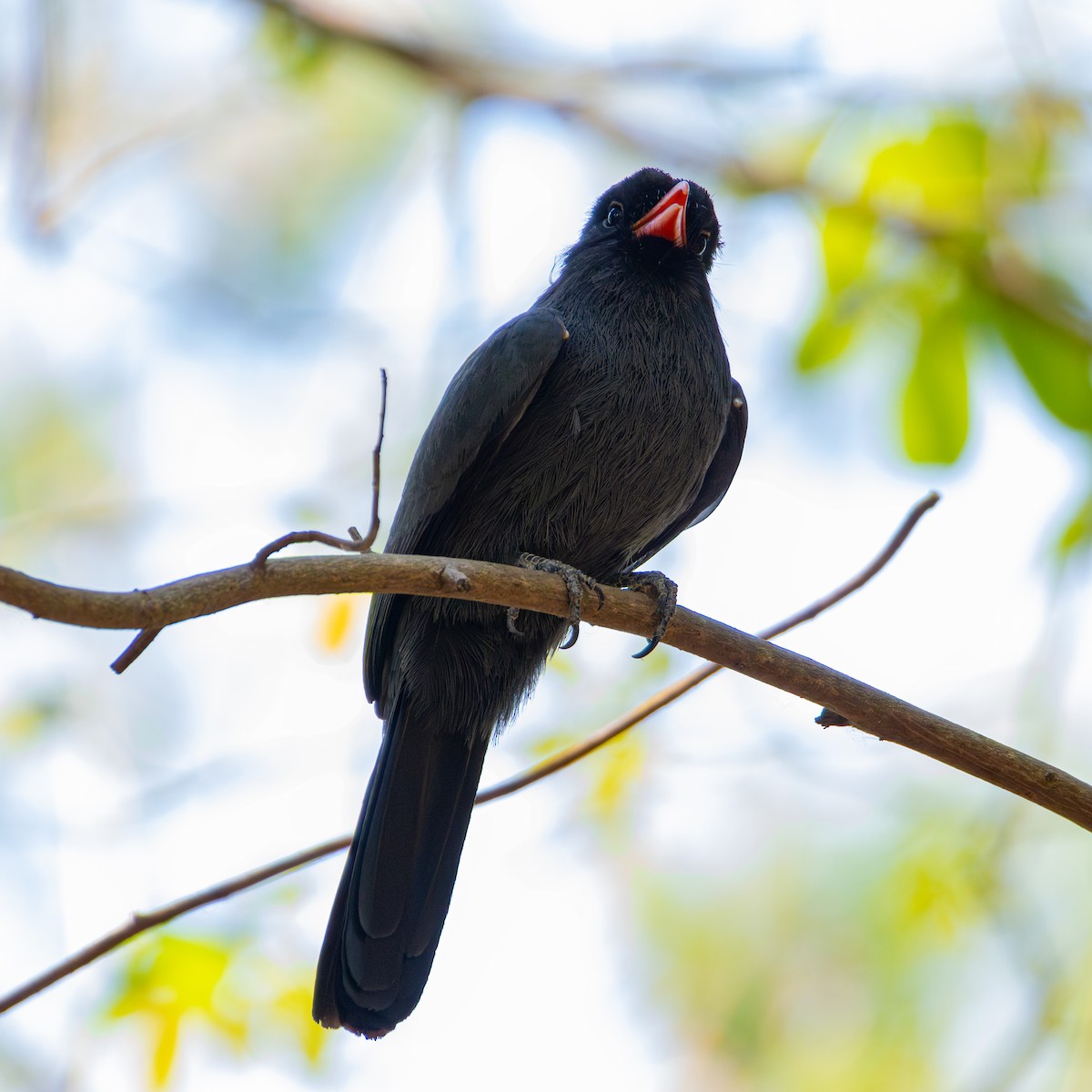 Black-fronted Nunbird - ML643321638