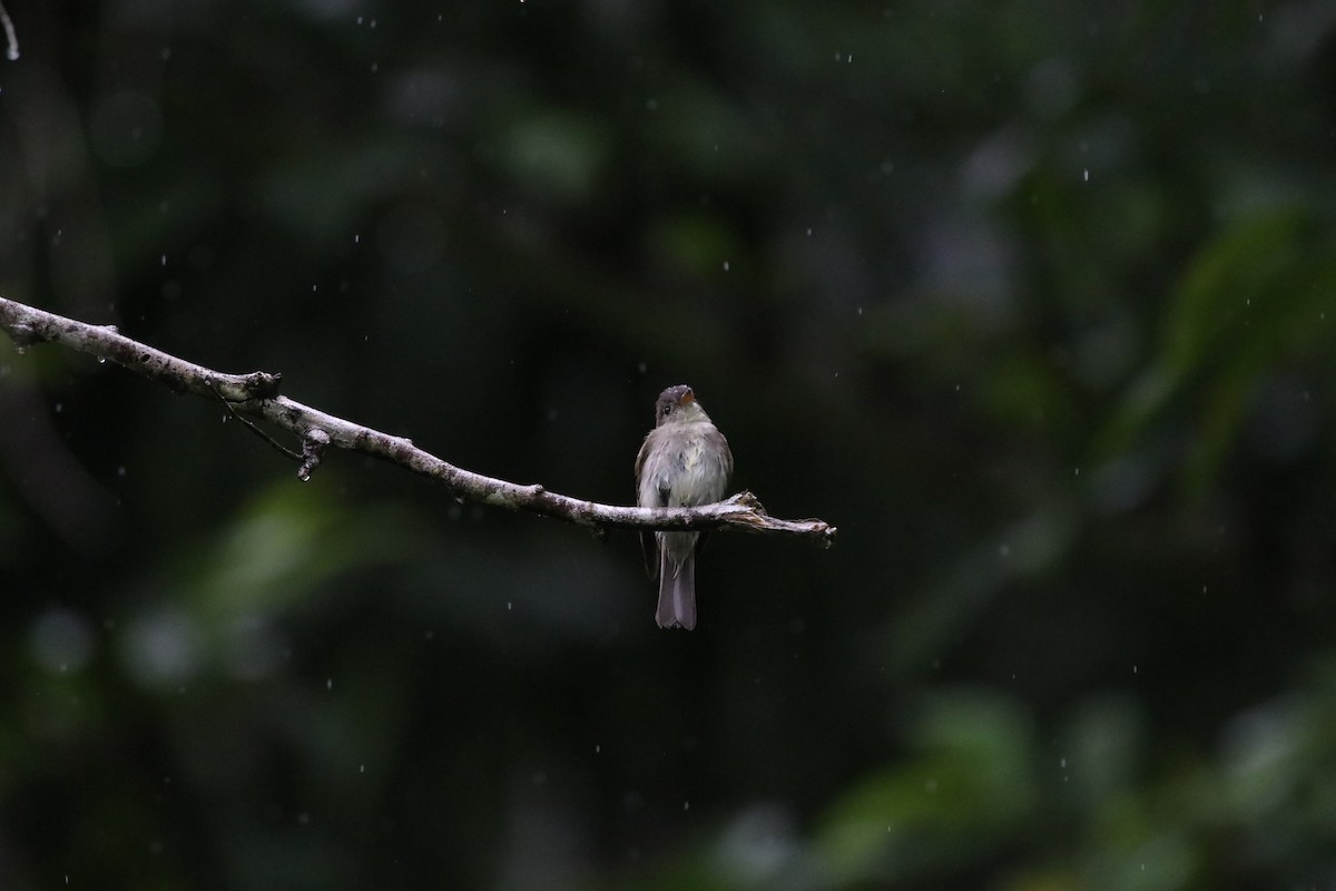Northern Tropical Pewee - ML643321660