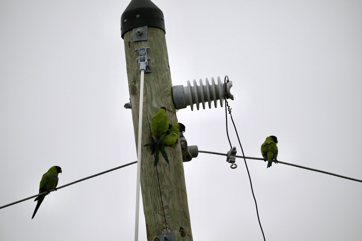 Nanday Parakeet - ML643321672
