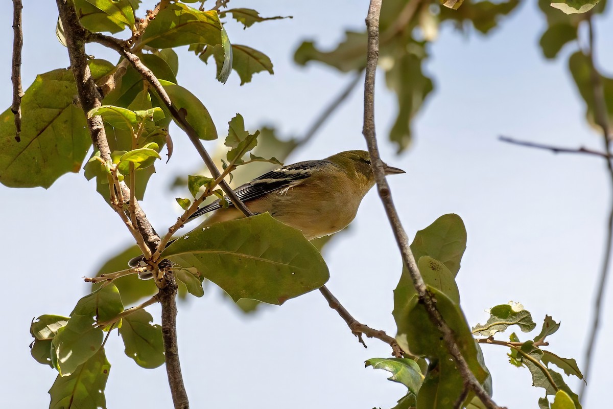 Bay-breasted Warbler - ML643321699