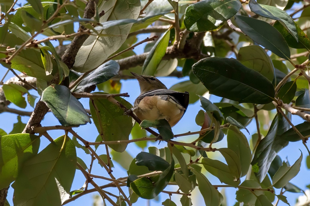Bay-breasted Warbler - ML643321702