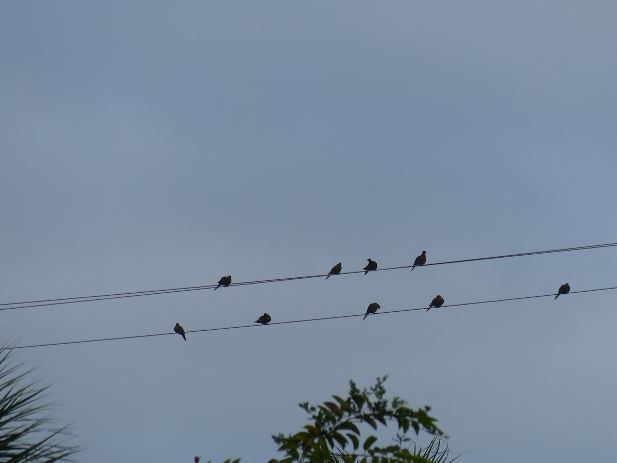 Tourterelle triste - ML643321727