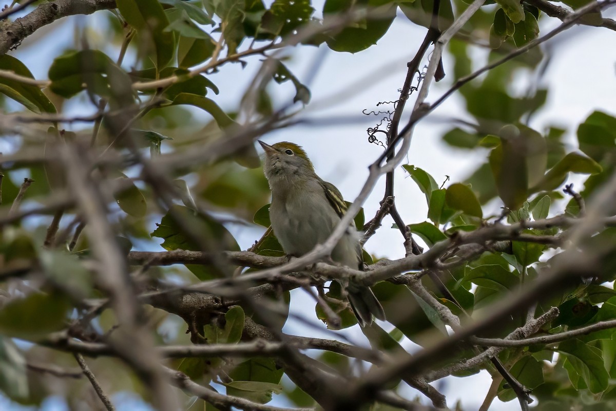 Chestnut-sided Warbler - ML643321742