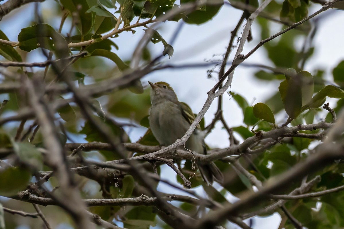 Chestnut-sided Warbler - ML643321744