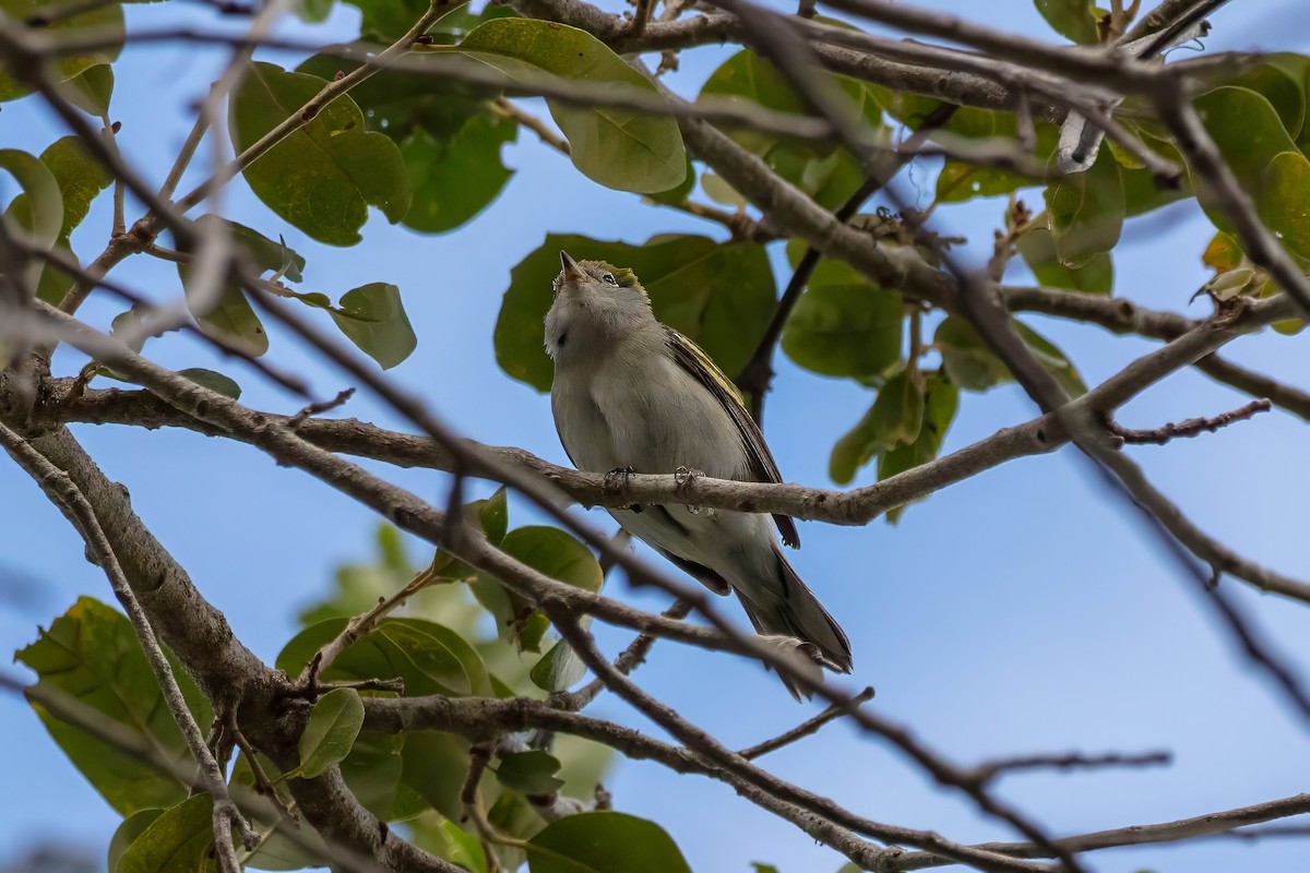 Chestnut-sided Warbler - ML643321748