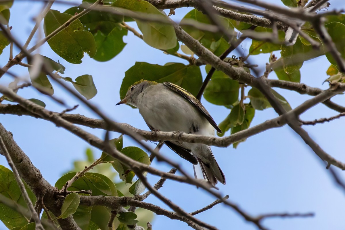Chestnut-sided Warbler - ML643321749
