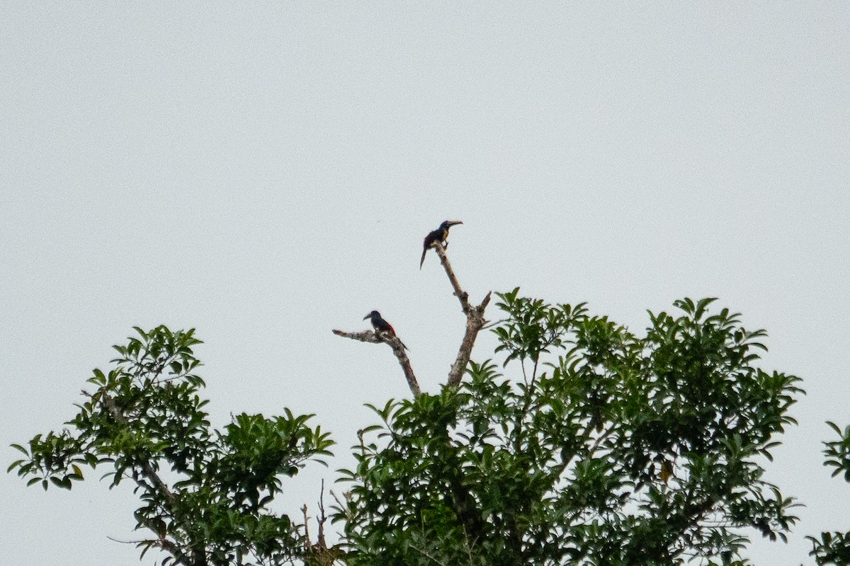 Collared Aracari - ML643321756