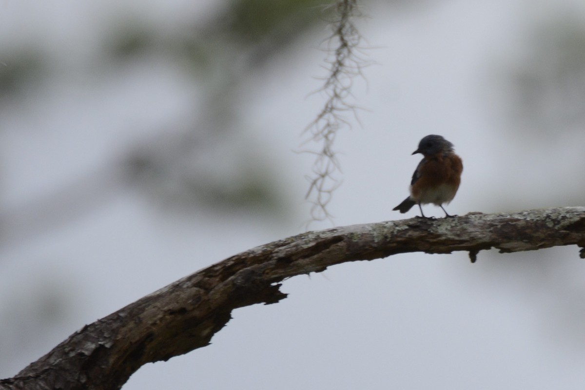 Eastern Bluebird - ML643321759
