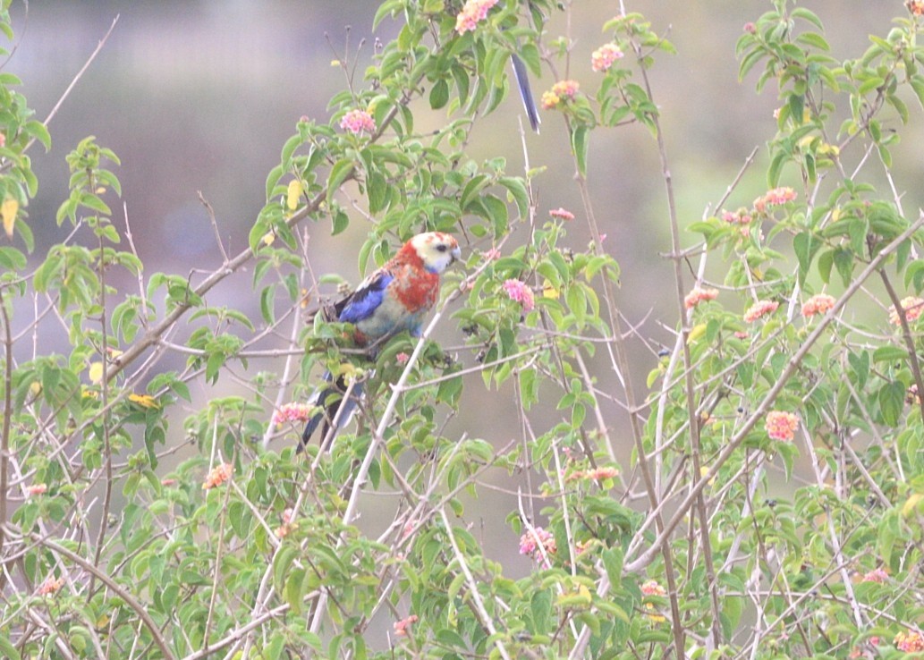 Crimson x Pale-headed Rosella (hybrid) - ML643321762